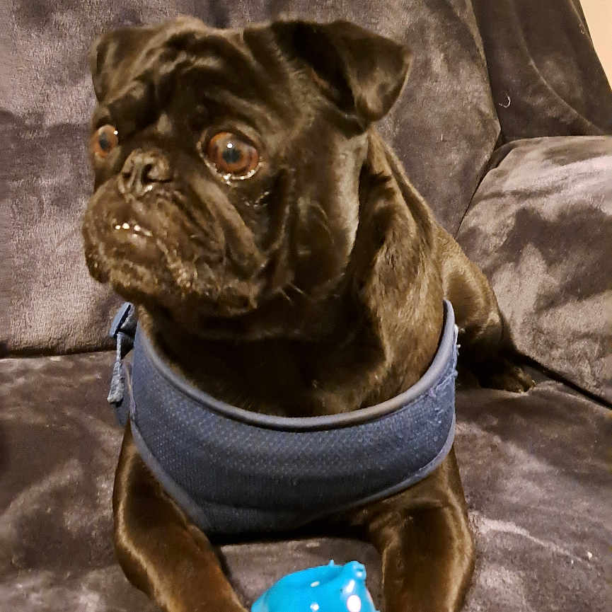 Avacado joined the competition — help win amazing prizes! animal, black_dog, blue_toy, companion, couch, cute, dog, domestic, fur, harness, household, indoor, looking_away, paw, pet, playful, pug, resting, small_dog, toy