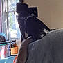 Avacado is registered to the contest to win money with this photo: dog, black_dog, couch, blanket, window, sunlight, living_room, indoor, pet, furniture, harness, looking_out_window, daylight, cozy, home, household_items, decor, curtain, light_switch, container