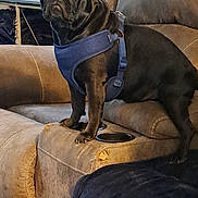 Avacado is registered to the contest to win money with this photo: dog, pug, black_dog, pet, harness, recliner, living_room, furniture, air_conditioner, dried_flowers, wood_floor, indoor, cozy, seat, cup_holder, home_decor, animal, canine, cute, companion