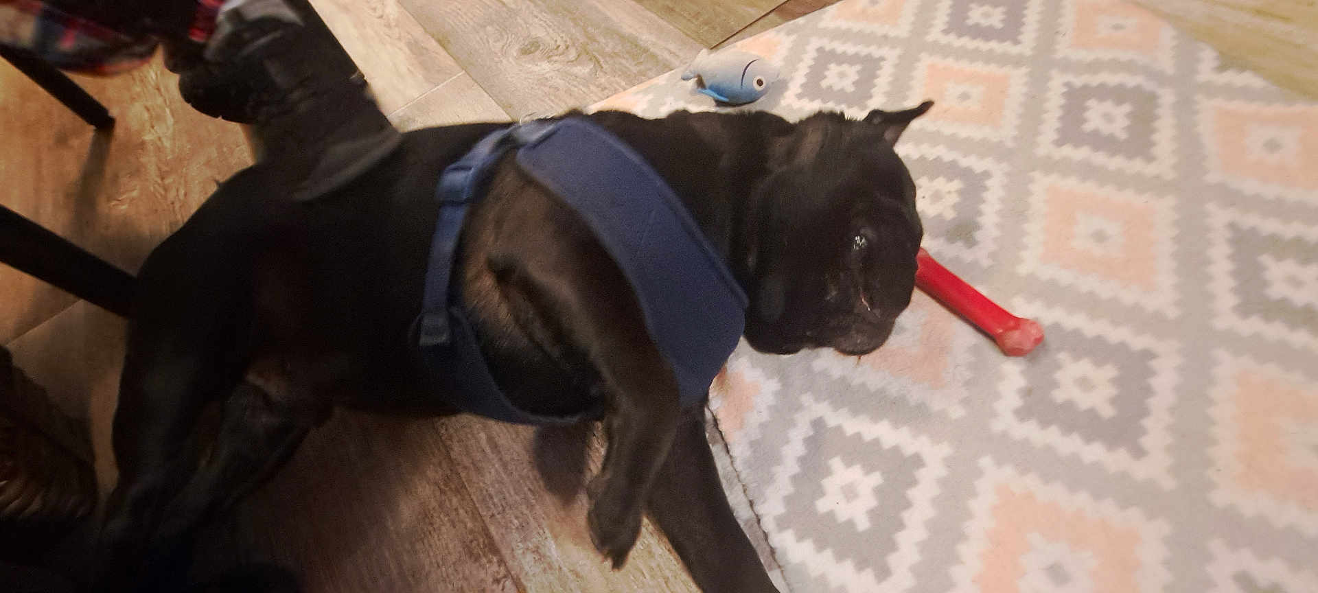 Avacado is registered to the contest to win money with this photo: dog, black_dog, blue_harness, floor, wooden_floor, rug, patterned_rug, toy, red_bone_toy, blue_fish_toy, pet, lying_down, indoor, animal, mammal, playful, resting, domestic, canine, companion
