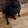 animal, black_dog, cabinet, companion, cute, dog, domestic, floor, flooring, fur, harness, indoor, kitchen, pet, pug, relaxed, sitting, towel, white_dog, wooden_floor