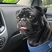 Avacado is registered to the contest to win money with this photo: alert, animal, black_dog, blue_harness, car_interior, close_up, companion, cup, dashboard, dog, domestic_animal, house, pet, pet_accessory, pug, seat, tongue_out, tree, vehicle, window