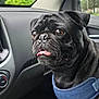 alert, animal, black_dog, blue_harness, car_interior, close_up, companion, cup, dashboard, dog, domestic_animal, house, pet, pet_accessory, pug, seat, tongue_out, tree, vehicle, window
