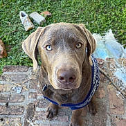 Blu joined the competition — help win amazing prizes! dog, pet, outdoor, grass, brick_path, sweater, canine, brown_dog, looking_up, animal, furry, ears, collar, pavement, nature, cute, domestic_animal, eyes, snout, portrait