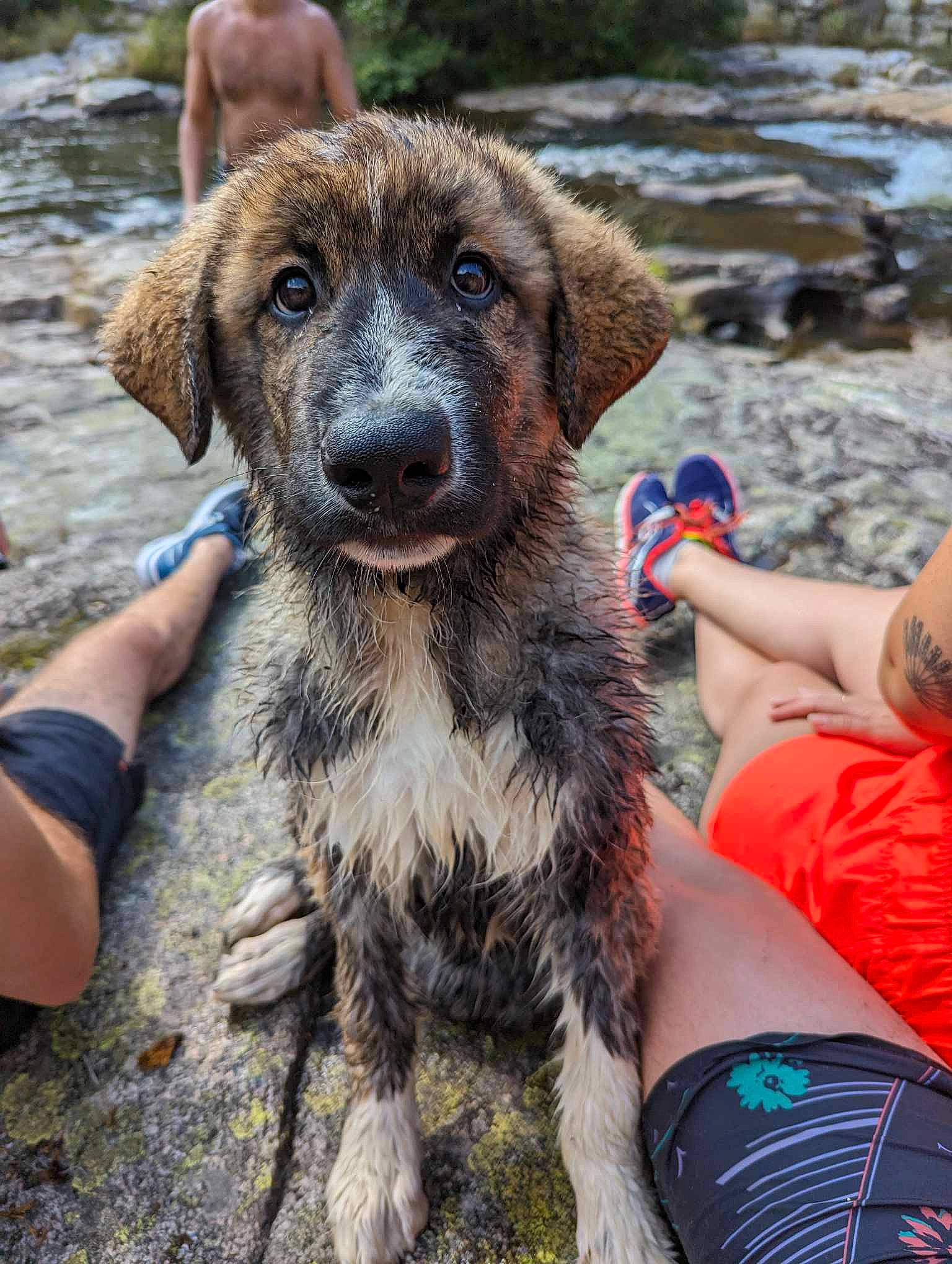 Yoshi a rejoint le concours — aidez-le/la à gagner de superbes lots ! adventure, canidae, carnivore, companion_dog, dog, dog_breed, dog_collar, fur, grass, hunting_dog, liver, recreation, soil, sporting_group, terrestrial_animal, water, working_animal