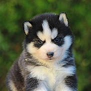 Angus a rejoint le concours — aidez-le/la à gagner de superbes lots ! animal, background_blur, black_and_white, cute, dog, ears, eyes, face, fluffy, fur, husky, nature, outdoor, paws, pet, portrait, puppy, sitting, small, young