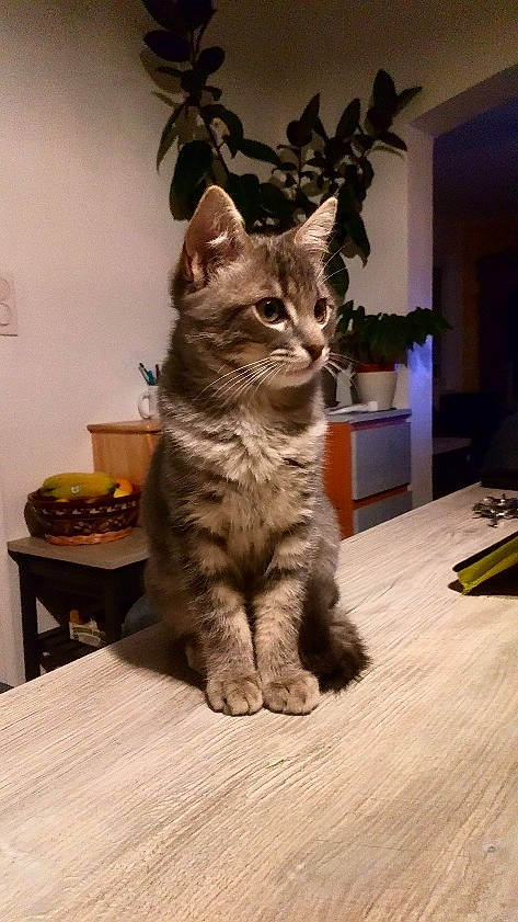 Grisou Osis participe au concours pour gagner de l'argent avec cette photo : american_shorthair, asian, california_spangled, carnivore, cat, domestic_short_haired_cat, dragon_li, egyptian_mau, european_shorthair, felidae, kitten, maine_coon, mammal, ocicat, pixie_bob, small_to_medium_sized_cats, sokoke, tabby_cat, vertebrate, whiskers