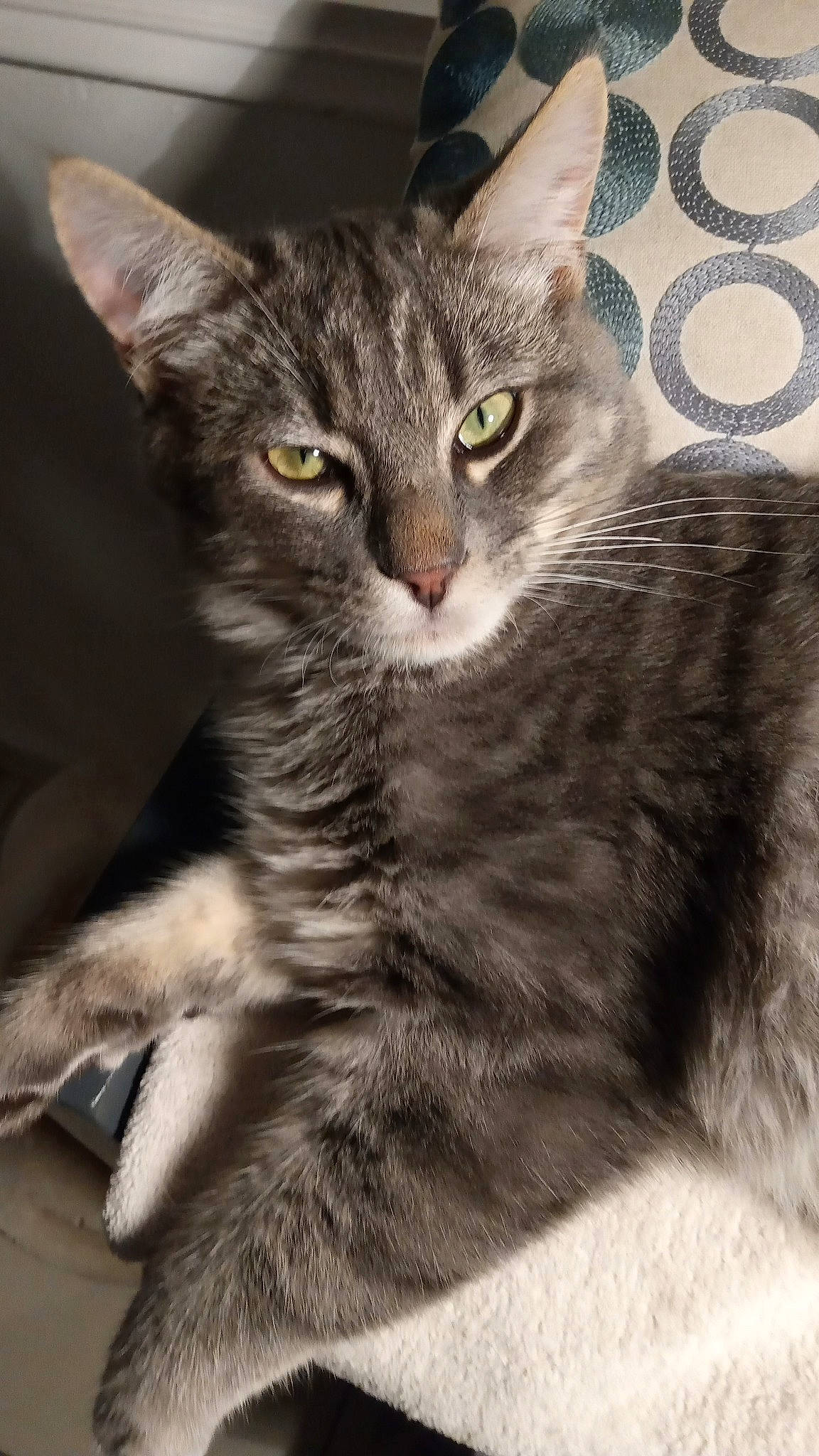 Grisou Osis participe au concours pour gagner de l'argent avec cette photo : aegean_cat, american_shorthair, american_wirehair, asian, australian_mist, carnivore, cat, domestic_short_haired_cat, dragon_li, european_shorthair, felidae, kitten, maine_coon, mammal, nebelung, oriental_longhair, small_to_medium_sized_cats, tabby_cat, vertebrate, whiskers