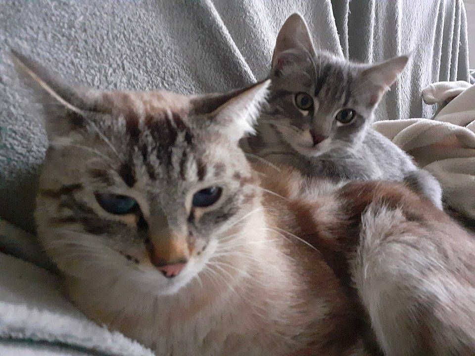 Grisou Osis a rejoint le concours — aidez-le/la à gagner de superbes lots ! aegean_cat, arabian_mau, asian, australian_mist, carnivore, cat, domestic_short_haired_cat, dragon_li, egyptian_mau, european_shorthair, felidae, kitten, mammal, oriental_longhair, pixie_bob, singapura, small_to_medium_sized_cats, tabby_cat, vertebrate, whiskers