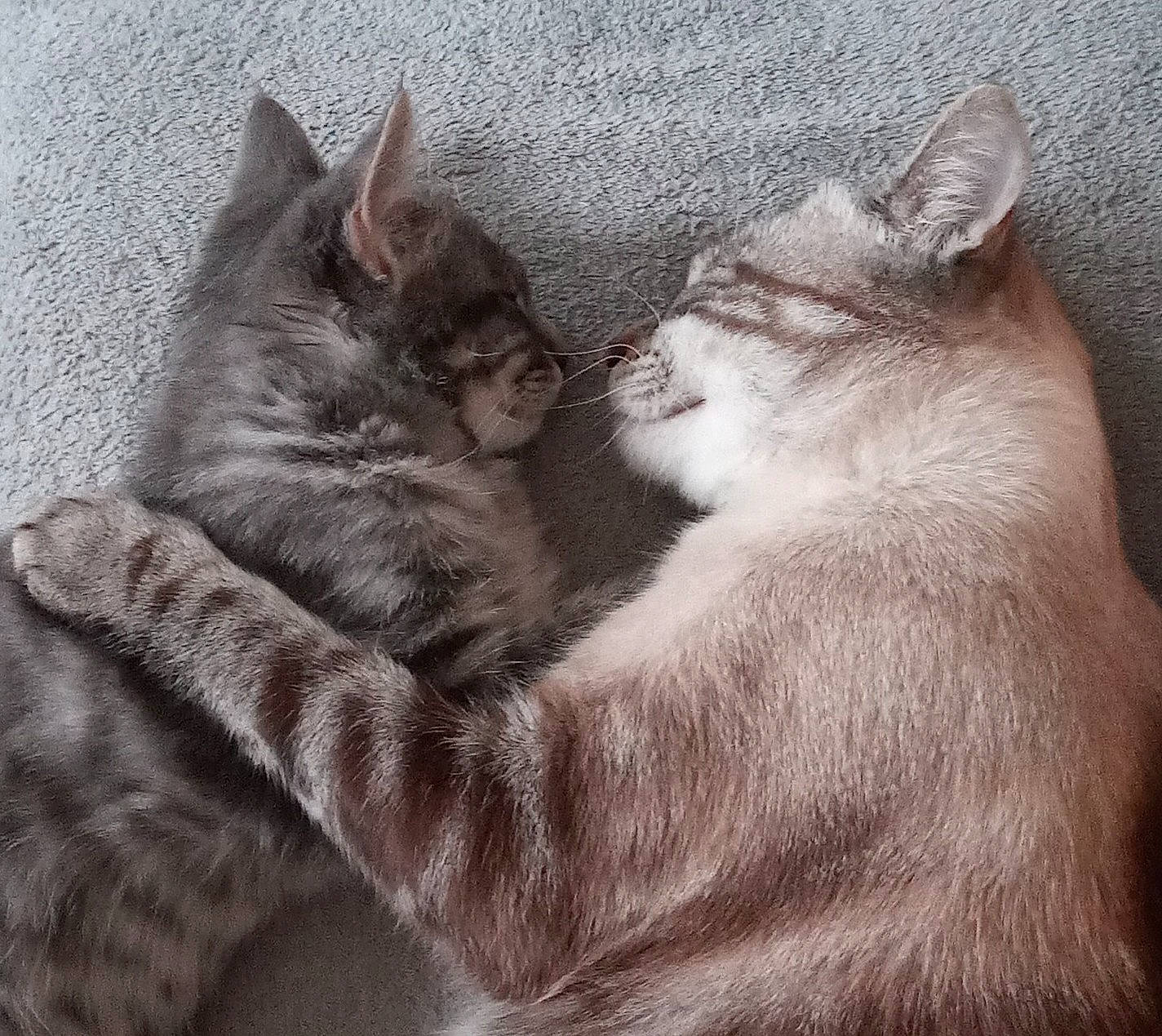 Grisou Osis a rejoint le concours — aidez-le/la à gagner de superbes lots ! asian, british_semi_longhair, carnivore, cat, ear, european_shorthair, felidae, fur, hug, interaction, kitten, love, mammal, nap, nebelung, skin, sleep, small_to_medium_sized_cats, tabby_cat, whiskers