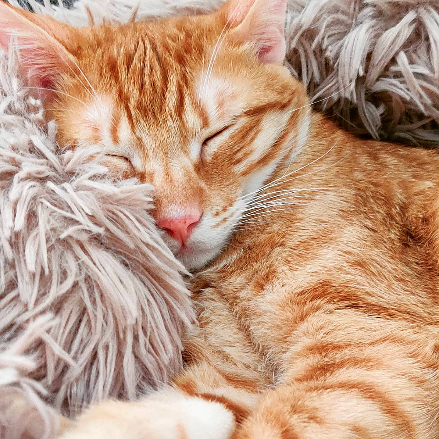 Joker participe au concours pour gagner de l'argent avec cette photo : carnivore, cat, claw, close_up, comfort, domestic_short_haired_cat, ear, fawn, felidae, fur, grass, nap, paw, peach, small_to_medium_sized_cats, snout, tail, terrestrial_animal, whiskers, wildlife