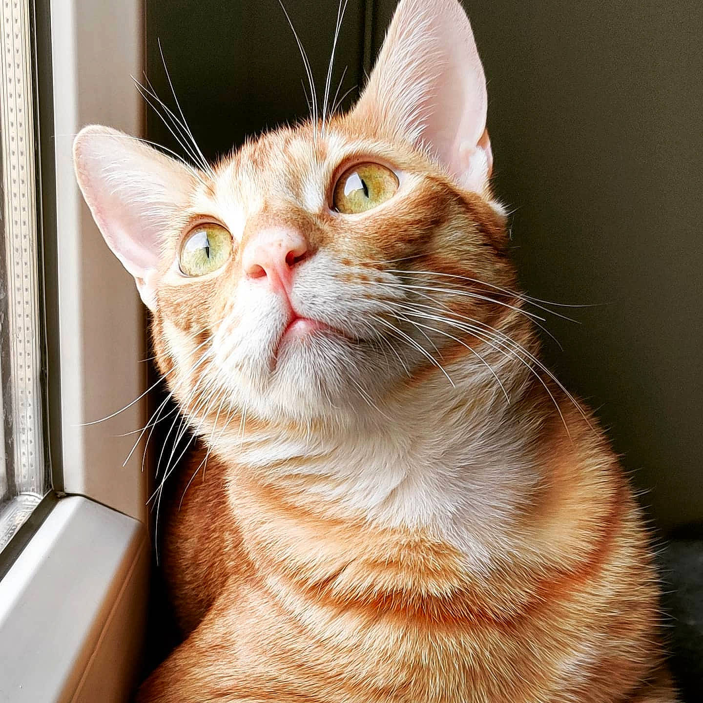 Joker a rejoint le concours — aidez-le/la à gagner de superbes lots ! carnivore, cat, domestic_short_haired_cat, ear, eye, fawn, felidae, fur, paw, small_to_medium_sized_cats, snout, terrestrial_animal, whiskers, window