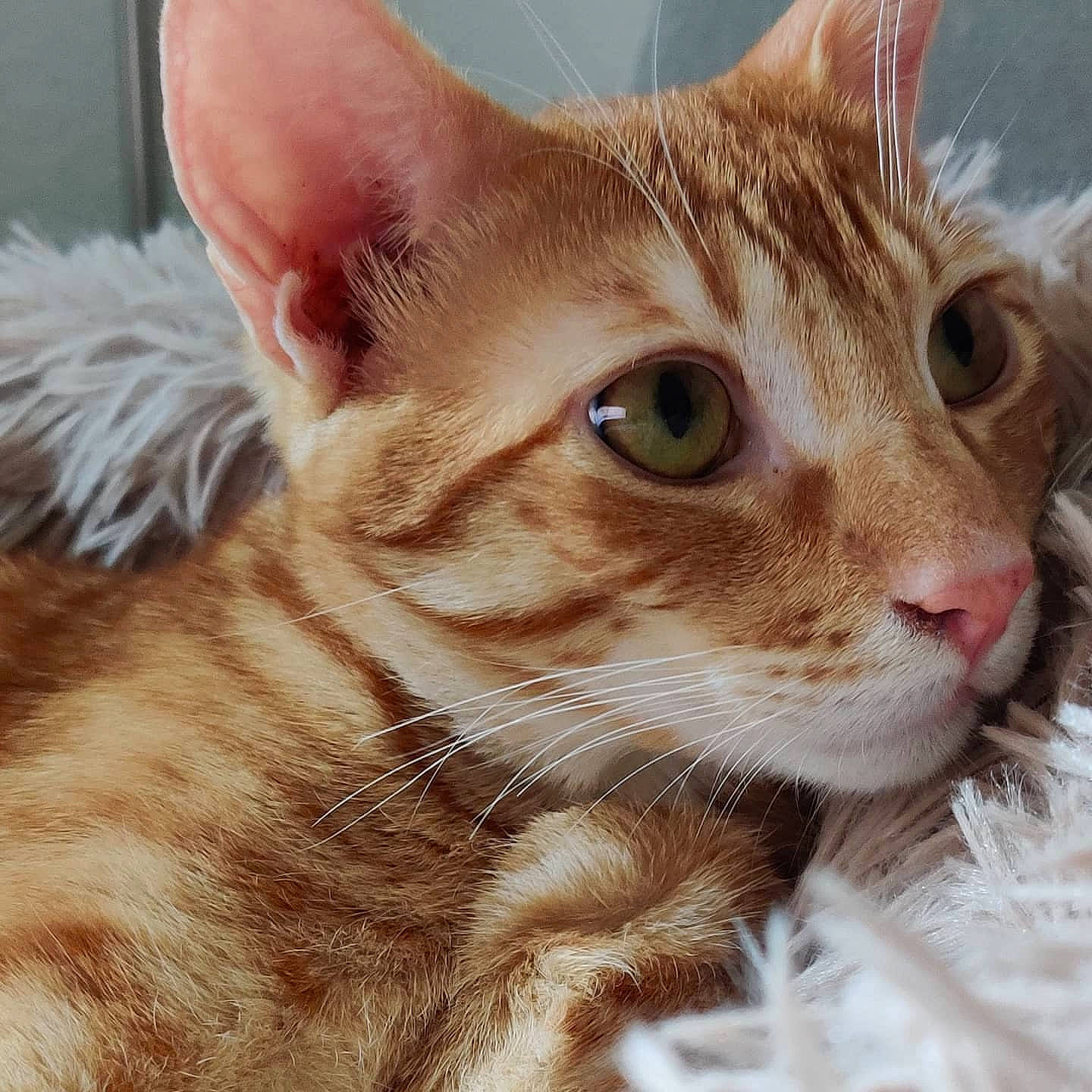 Joker participe au concours pour gagner de l'argent avec cette photo : carnivore, cat, close_up, domestic_short_haired_cat, eye, fawn, felidae, fur, small_to_medium_sized_cats, snout, terrestrial_animal, whiskers, window