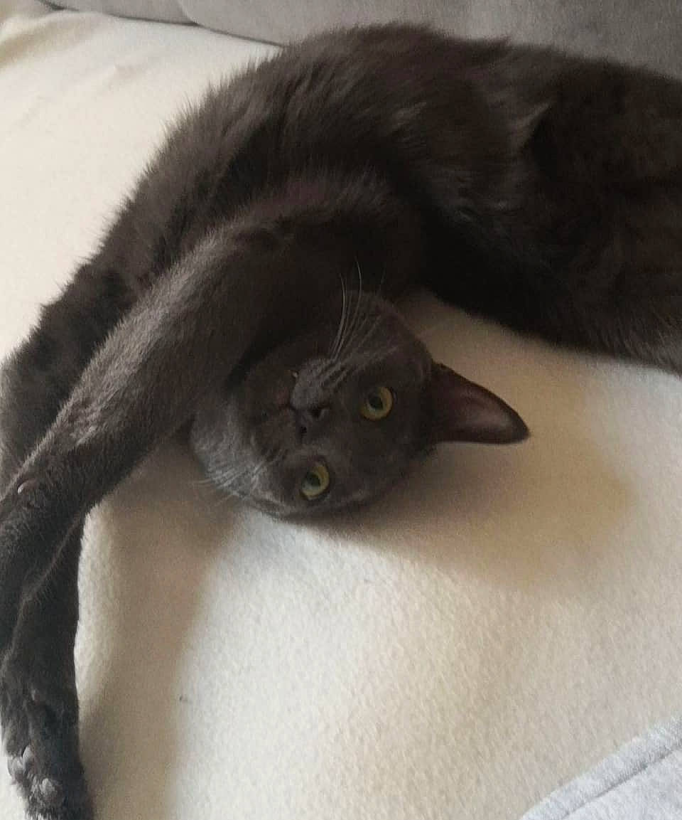 Ico participe au concours pour gagner de l'argent avec cette photo : black_cat, carnivore, cat, claw, comfort, domestic_short_haired_cat, ear, felidae, fur, grey, mammal, paw, small_to_medium_sized_cats, tail, terrestrial_animal, whiskers