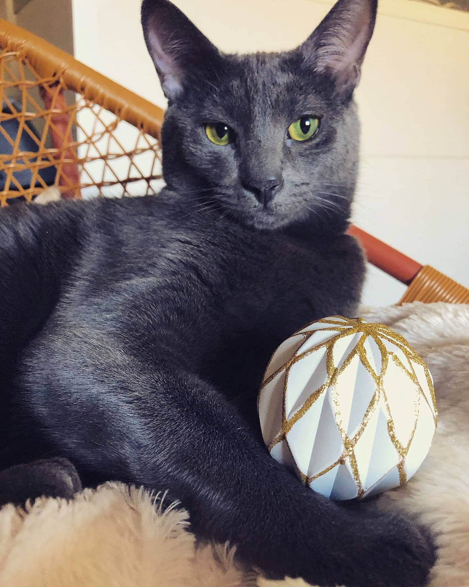 Ico a rejoint le concours — aidez-le/la à gagner de superbes lots ! bean_bag, black_cat, carnivore, cat, cat_bed, cat_supply, claw, comfort, domestic_short_haired_cat, eye, felidae, fur, grey, havana_brown, iris, pet_supply, small_to_medium_sized_cats, snout, whiskers