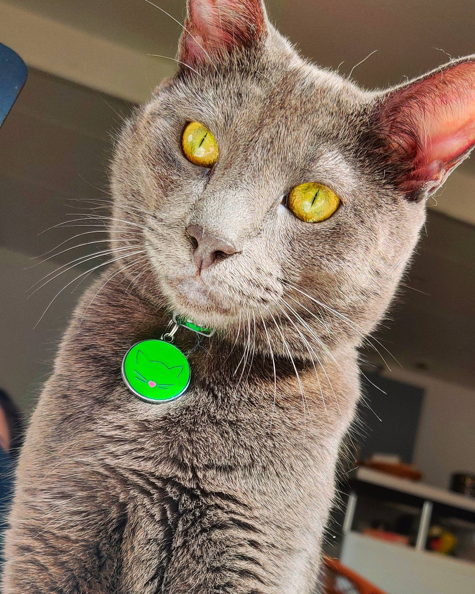 Ico a rejoint le concours — aidez-le/la à gagner de superbes lots ! bookcase, carnivore, cat, cat_toy, collar, domestic_short_haired_cat, felidae, fur, grey, mammal, russian_blue, shelf, small_to_medium_sized_cats, snout, tail, whiskers