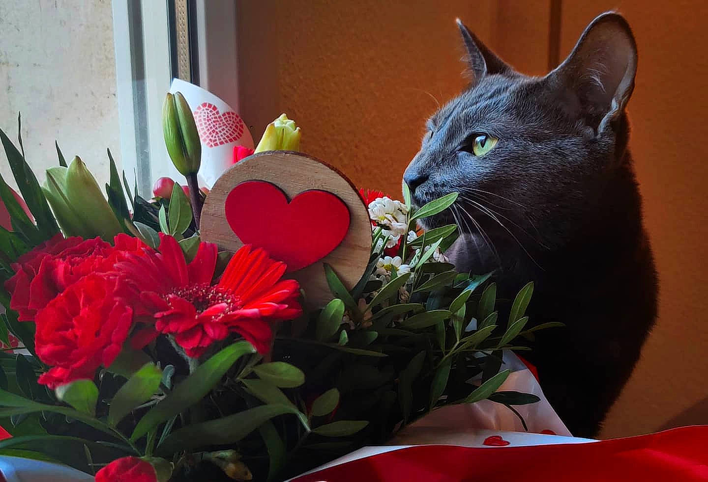 Ico participe au concours pour gagner de l'argent avec cette photo : artificial_flower, black_cat, bombay, bouquet, carnivore, cat, felidae, flower, flower_arranging, flowering_plant, grass, houseplant, leaf, petal, plant, small_to_medium_sized_cats, snout, tail, whiskers, window