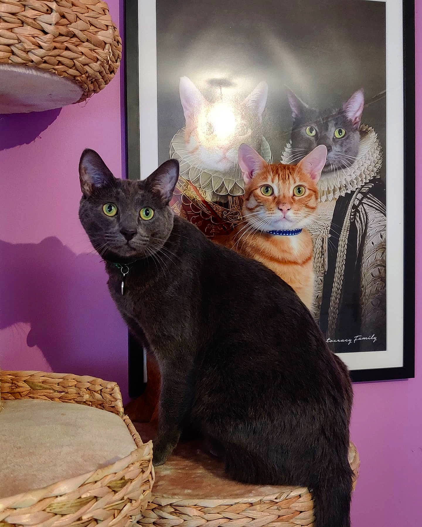 Ico participe au concours pour gagner de l'argent avec cette photo : art, carnivore, cat, comfort, domestic_short_haired_cat, felidae, grey, illustration, mammal, paint, painting, picture_frame, rectangle, small_to_medium_sized_cats, snout, vertebrate, visual_arts, whiskers, window, wood