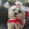 adorable, animal, couch, cute, decorative_bow, dog, domestic_animal, fluffy, furry, home, indoor, leather_couch, looking_up, pet, pink_tiara, portrait, red_bow, small_dog, tiara, white_dog