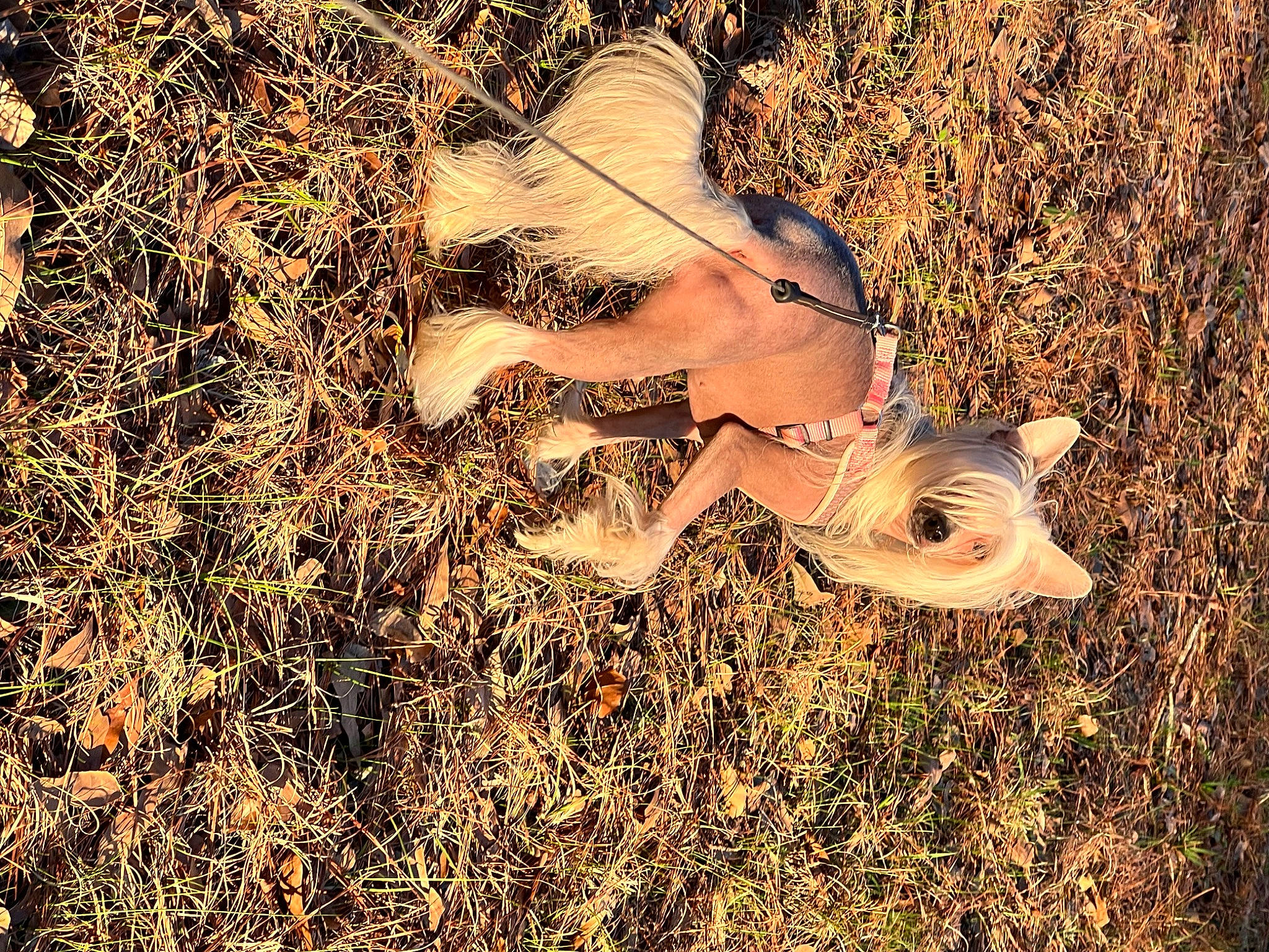 Winnie joined the competition — help win amazing prizes! fawn, field, grass, grassland, happy, human_leg, landscape, natural_landscape, organism, people_in_nature, plant, prairie, shadow, sky, soil, tail, tints_and_shades, tree, twig, wood