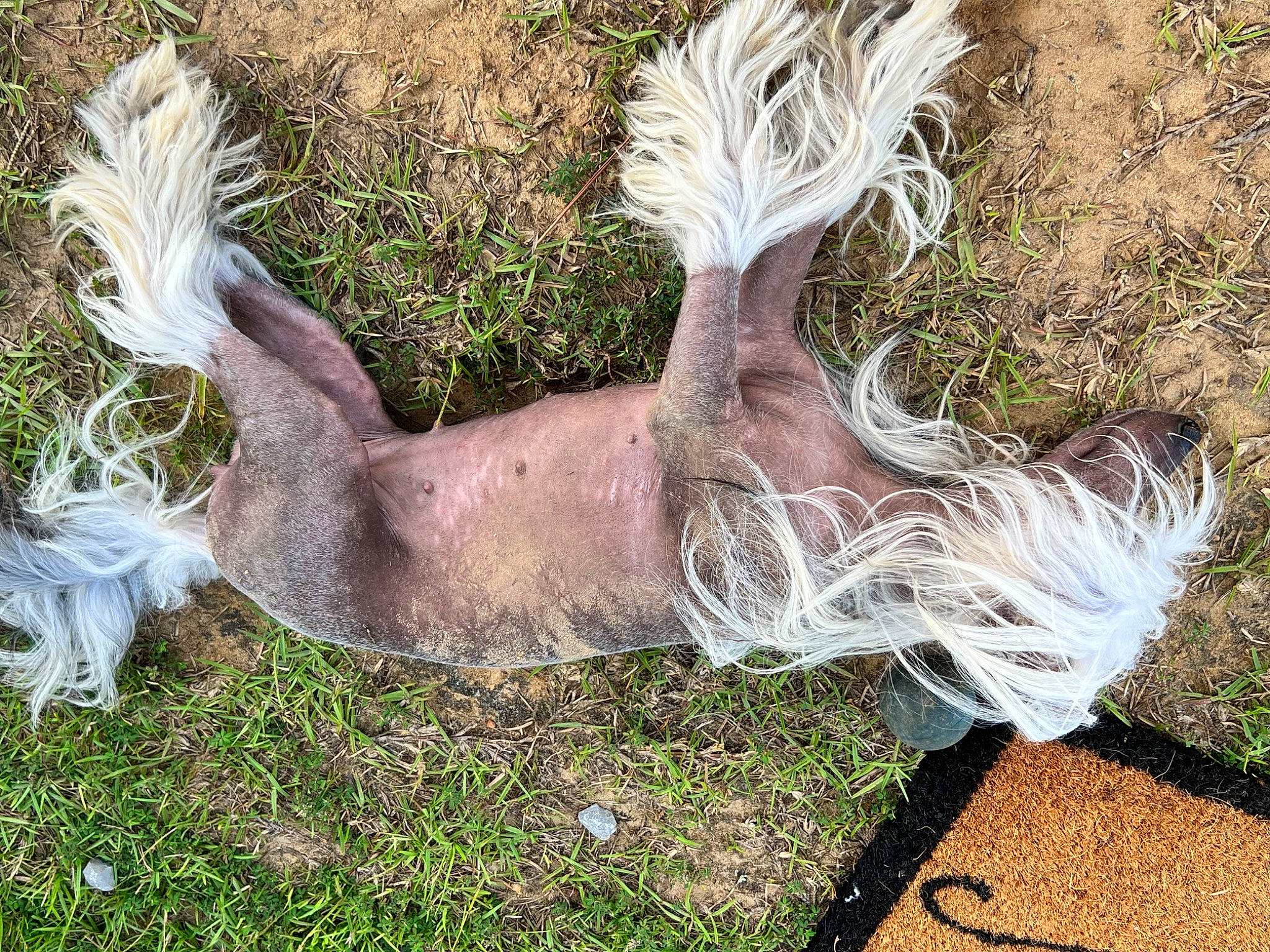 Winnie is registered to the contest to win money with this photo: antelope, beak, fawn, feather, fur, grass, grassland, grazing, horn, horse, liver, mane, pack_animal, pasture, plant, stallion, tail, terrestrial_animal, wildlife, wing