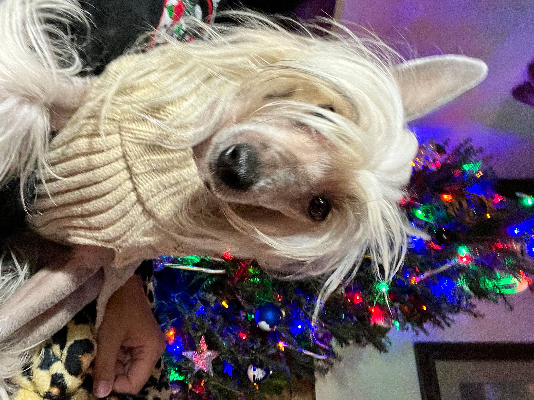 Winnie joined the competition — help win amazing prizes! canidae, carnivore, christmas_decoration, christmas_tree, collar, companion_dog, dog, dog_breed, dog_clothes, dog_collar, dog_supply, electric_blue, event, fashion_accessory, fur, holiday, small_terrier, sporting_group, toy_dog, working_animal