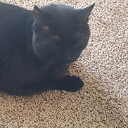 Willie Nelson is registered to the contest to win money with this photo: cat, black_cat, pet, indoor, carpet, fur, ears, whiskers, paw, sleeping, relaxed, portrait, close_up, domestic_animal, cozy, blurry, soft_lighting, shadow, texture, laying