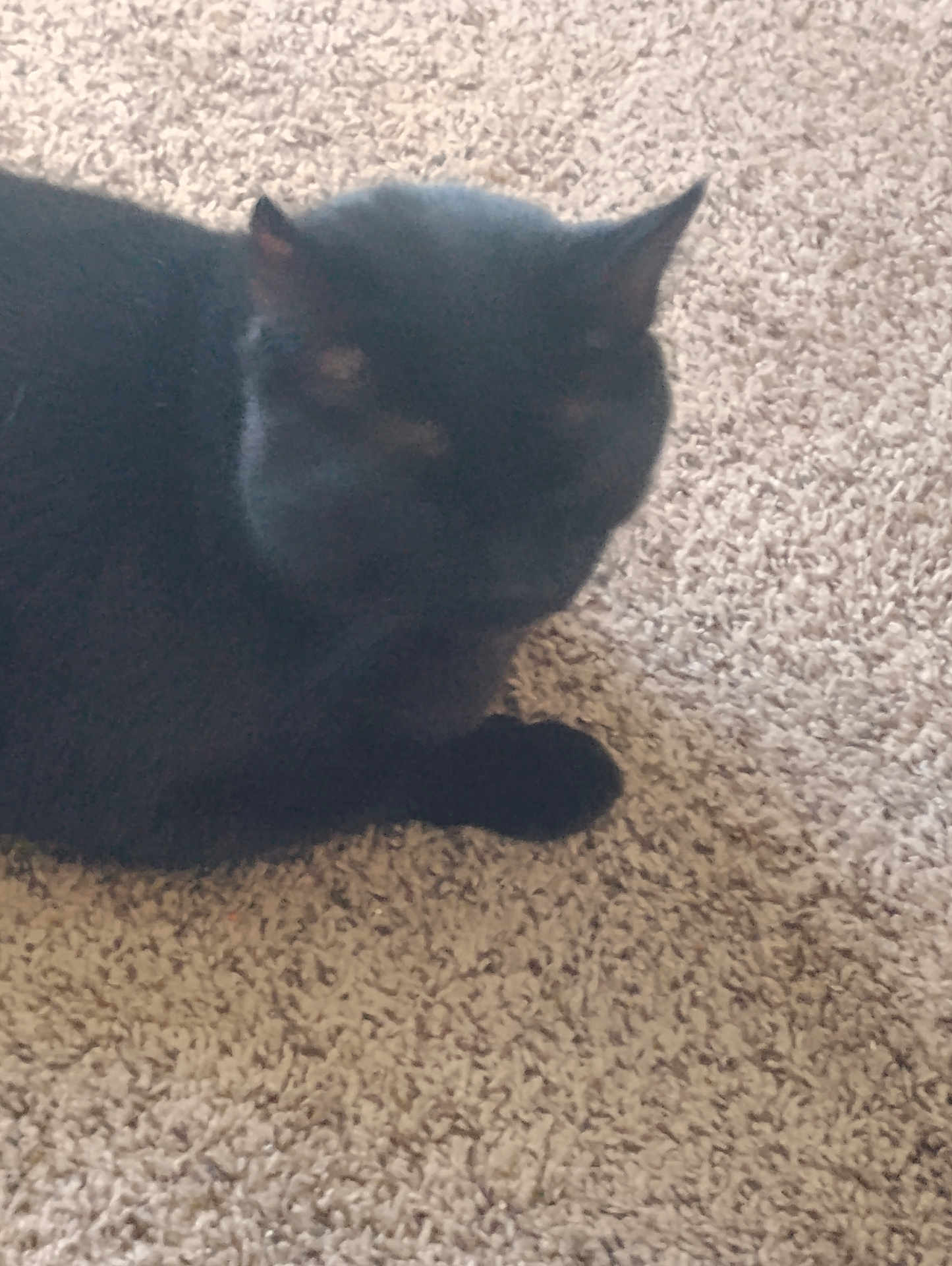 Willie Nelson is registered to the contest to win money with this photo: cat, black_cat, pet, indoor, carpet, fur, ears, whiskers, paw, sleeping, relaxed, portrait, close_up, domestic_animal, cozy, blurry, soft_lighting, shadow, texture, laying