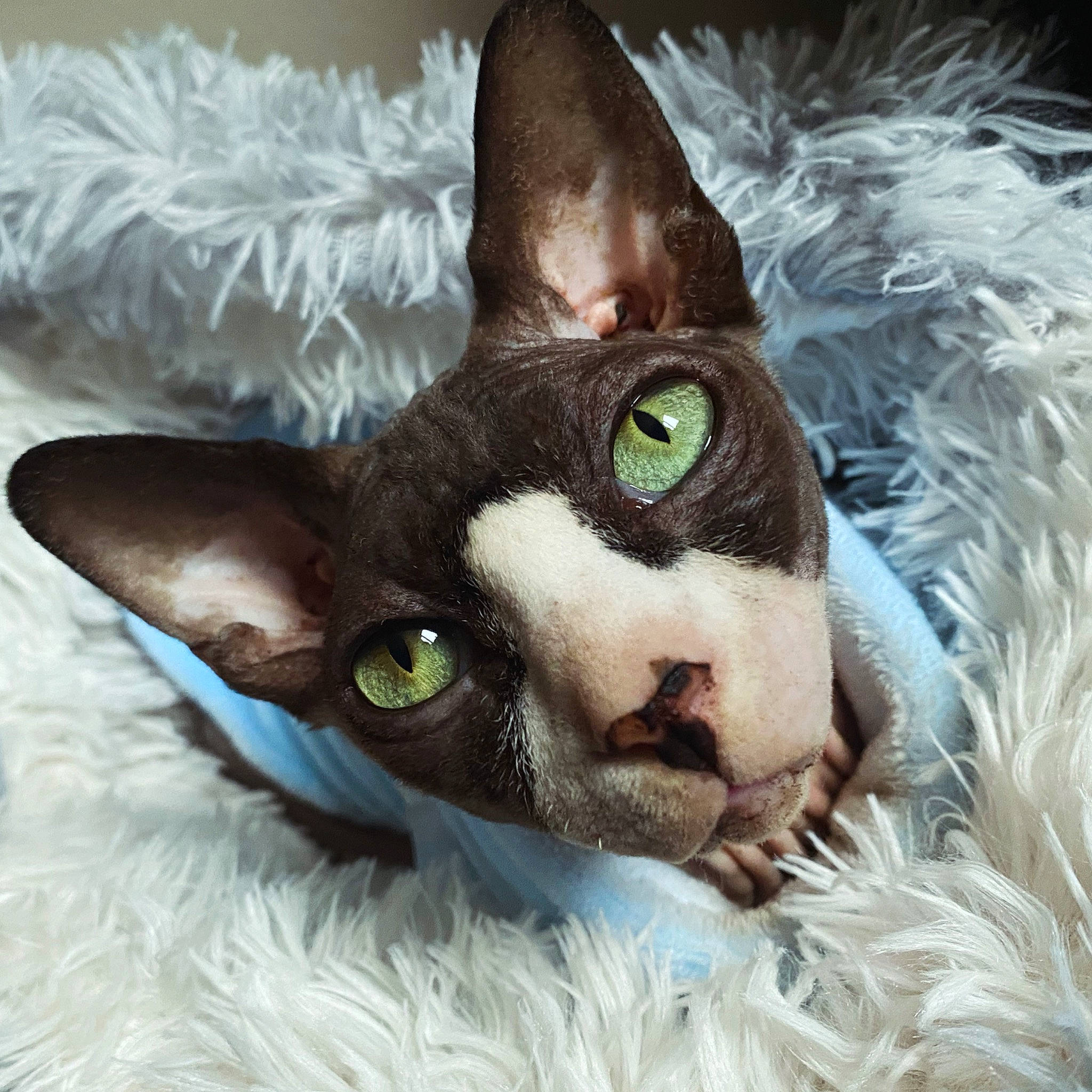 Luden joined the competition — help win amazing prizes! black_cat, carnivore, cat, cat_bed, close_up, comfort, domestic_short_haired_cat, eye, eyelash, fawn, felidae, fur, grass, linens, paw, photo_caption, small_to_medium_sized_cats, snout, whiskers