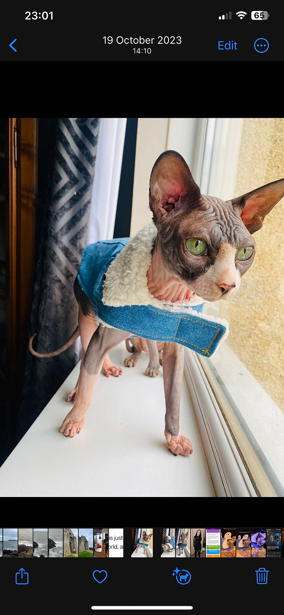 Luden joined the competition — help win amazing prizes! carnivore, cat, comfort, donskoy, electric_blue, fawn, felidae, flooring, foot, sitting, snout, sphynx, terrestrial_animal, whiskers