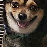 Guacamole joined the competition — help win amazing prizes! dog, puppy, pet, animal, canine, smiling, happy, portrait, close_up, brown_fur, black_fur, white_fur, floppy_ears, open_mouth, tongue, nose, eyes, sitting, indoor, cage