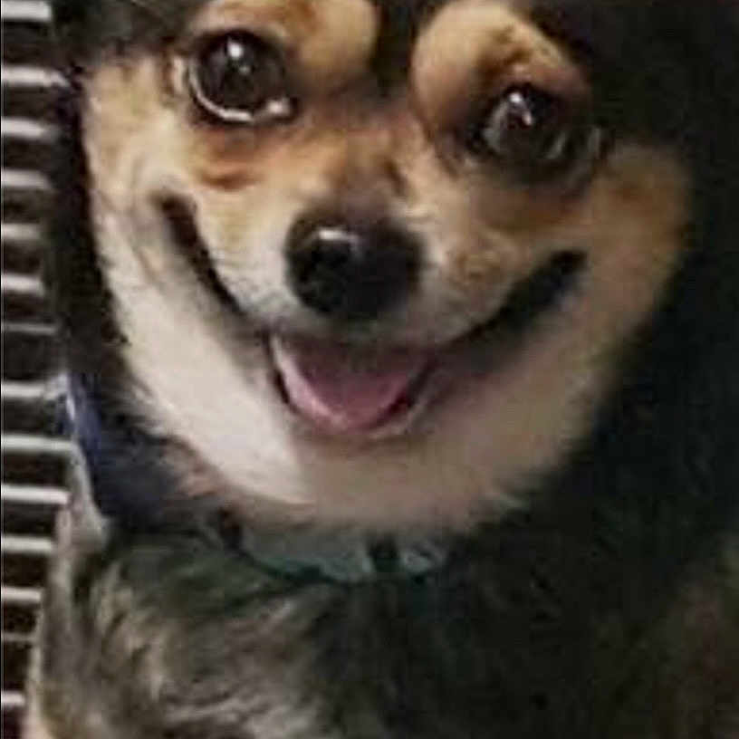 Guacamole joined the competition — help win amazing prizes! dog, puppy, pet, animal, canine, smiling, happy, portrait, close_up, brown_fur, black_fur, white_fur, floppy_ears, open_mouth, tongue, nose, eyes, sitting, indoor, cage