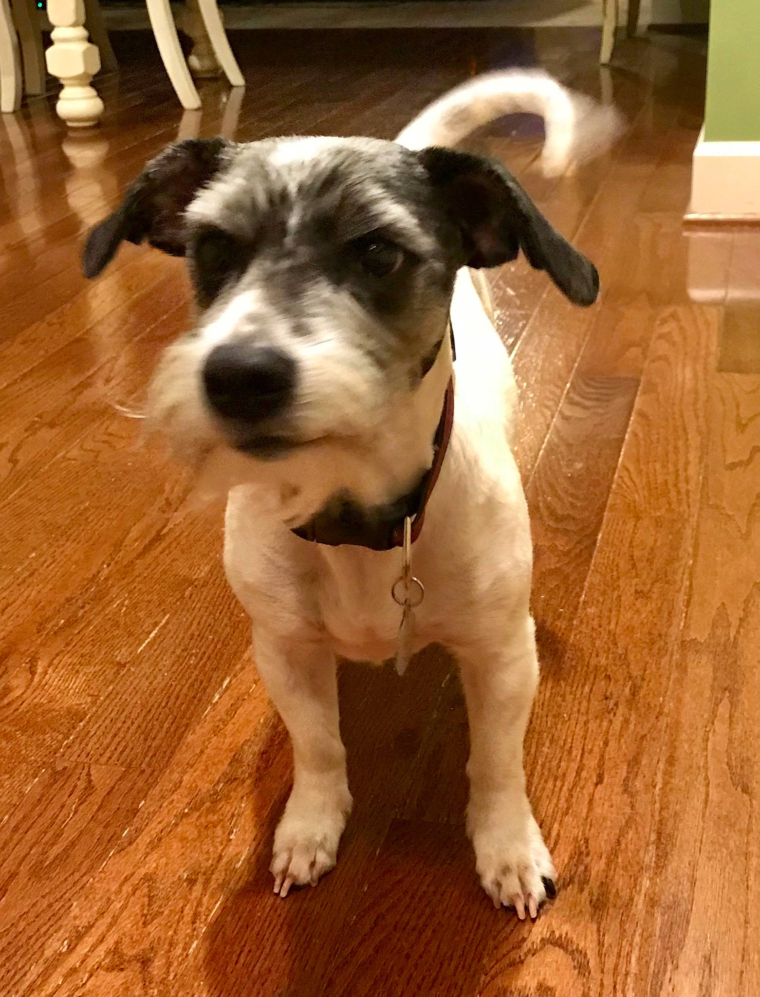 Charlie joined the competition — help win amazing prizes! canidae, carnivore, companion_dog, danish_swedish_farmdog, dog, dog_breed, fawn, feist, jack_russell_terrier, mammal, miniature_fox_terrier, parson_russell_terrier, puppy, rare_breed_dog, rat_terrier, ratonero_bodeguero_andaluz, russell_terrier, snout, sporting_group, vertebrate