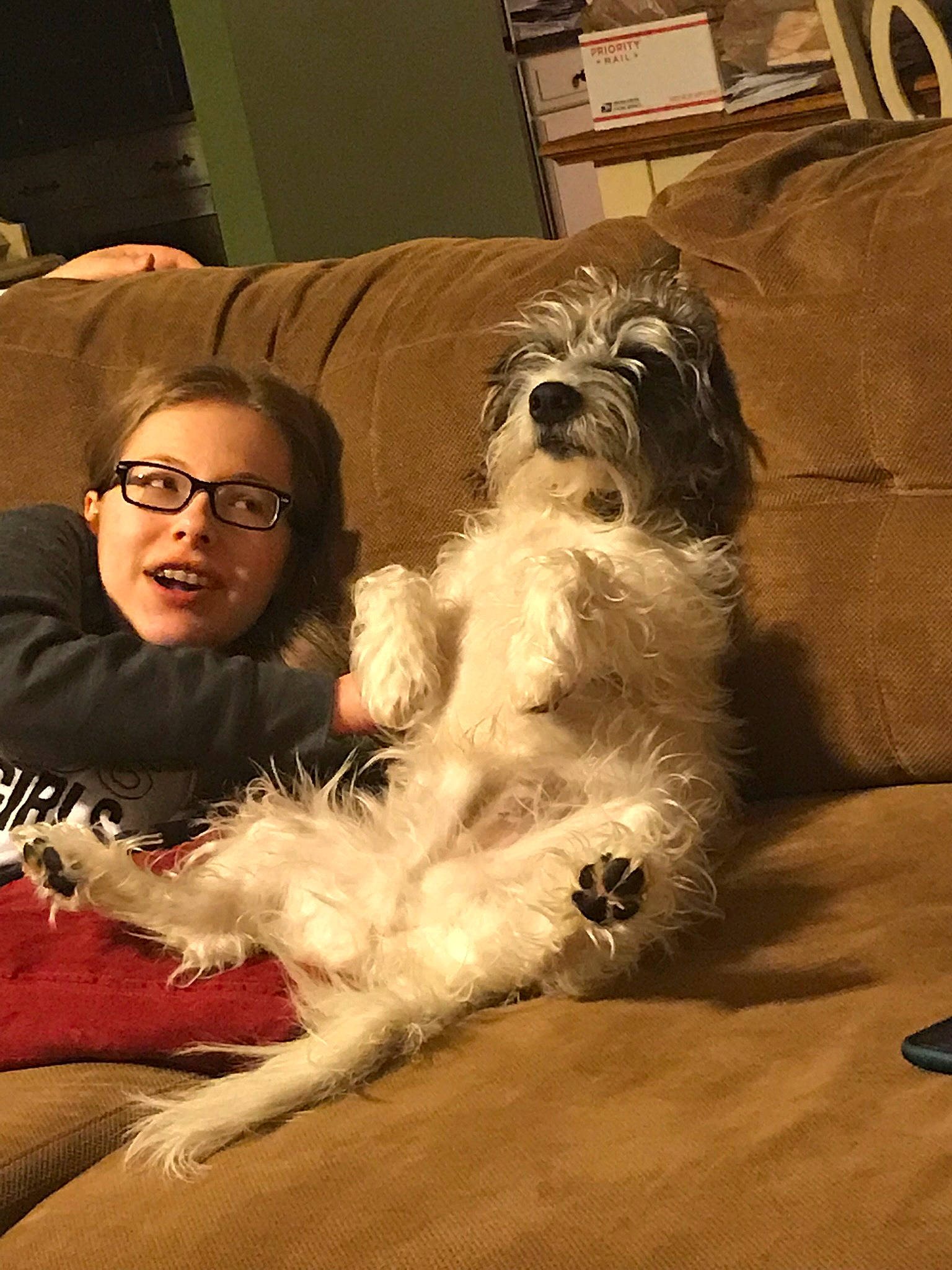 Charlie joined the competition — help win amazing prizes! canidae, carnivore, companion_dog, dog, dog_breed, irish_soft_coated_wheaten_terrier, lowchen, morkie, petit_basset_griffon_vendeen, schnoodle, sporting_group, tibetan_terrier