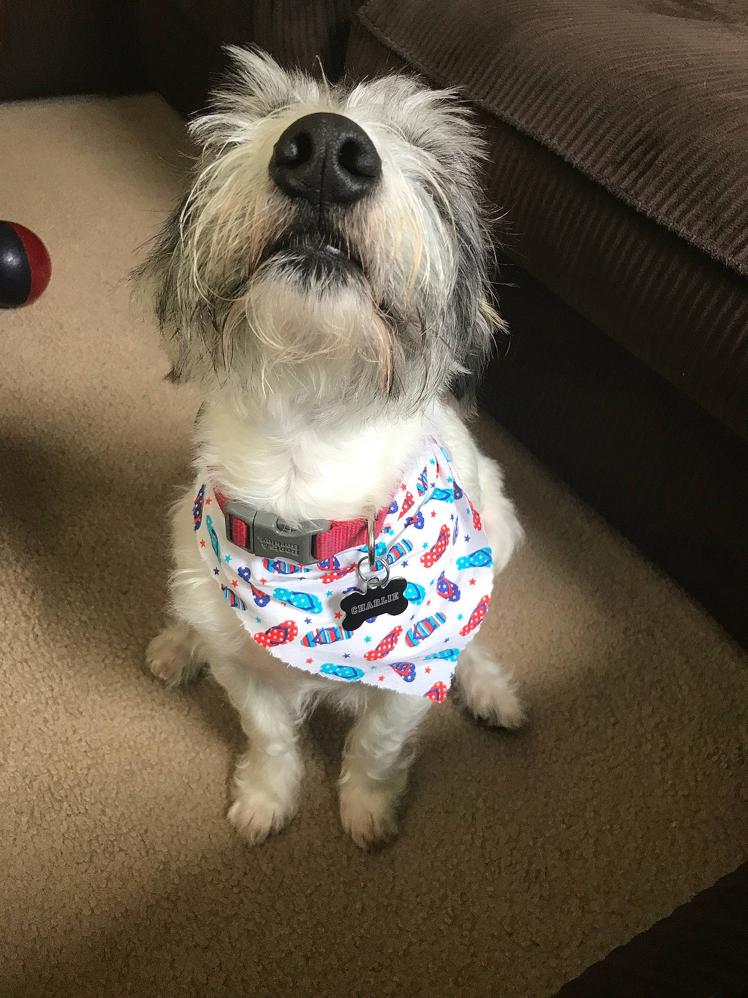 Charlie is registered to the contest to win money with this photo: canidae, carnivore, cockapoo, companion_dog, dog, dog_breed, dog_clothes, havanese, maltese, mammal, petit_basset_griffon_vendeen, puppy, rare_breed_dog, schnoodle, sealyham_terrier, shih_tzu, snout, sporting_group, sporting_lucas_terrier, vertebrate