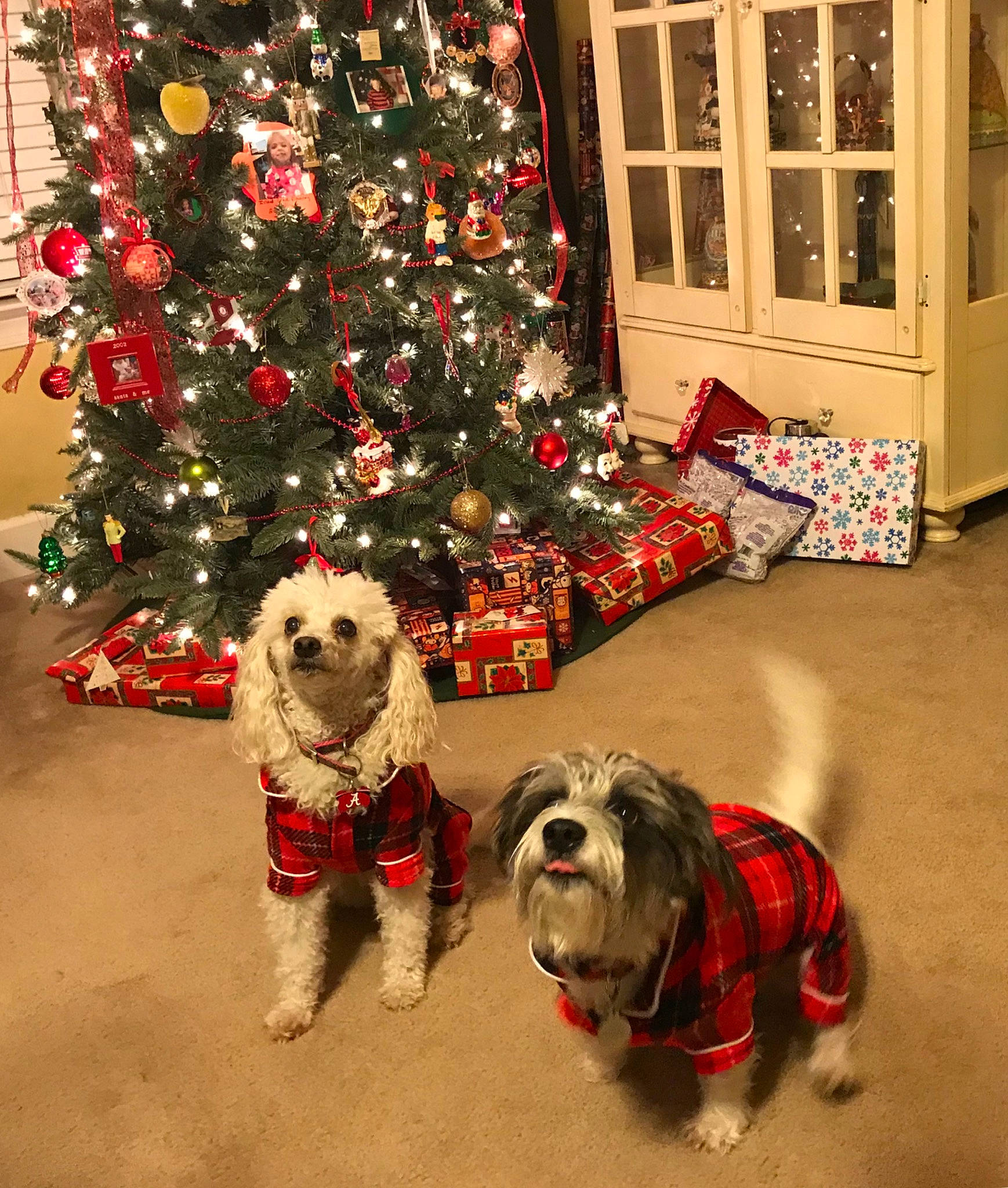 Charlie joined the competition — help win amazing prizes! canidae, carnivore, christmas, christmas_decoration, christmas_eve, christmas_ornament, christmas_tree, cockapoo, dog, dog_breed, dog_clothes, holiday, holiday_ornament, home, interior_design, mammal, petit_basset_griffon_vendeen, schnoodle, sporting_group, tree