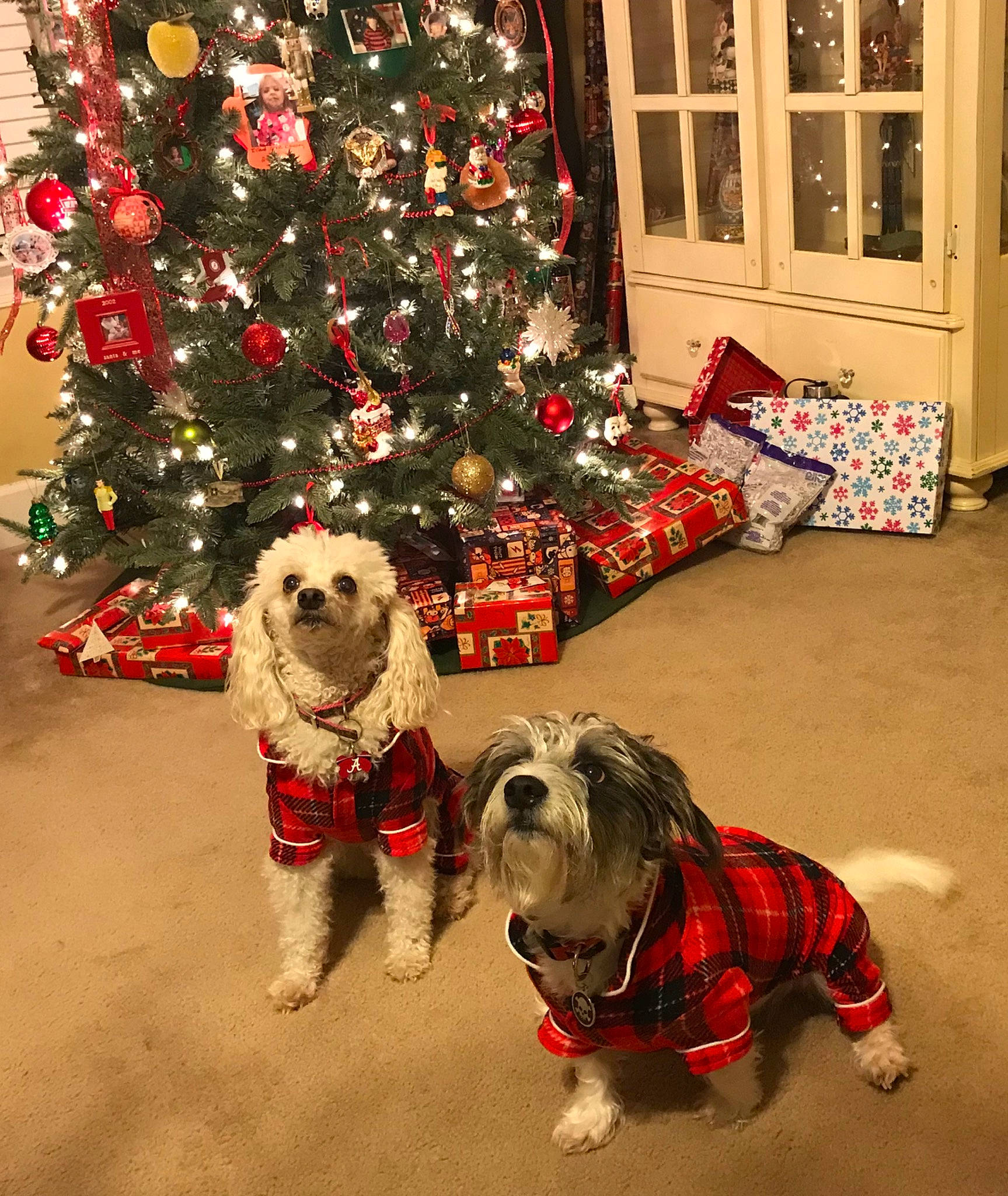 Ellie joined the competition — help win amazing prizes! canidae, carnivore, christmas, christmas_decoration, christmas_eve, christmas_ornament, christmas_tree, dog, dog_breed, dog_clothes, holiday, interior_design, mammal, plant, snout, sporting_group, tree