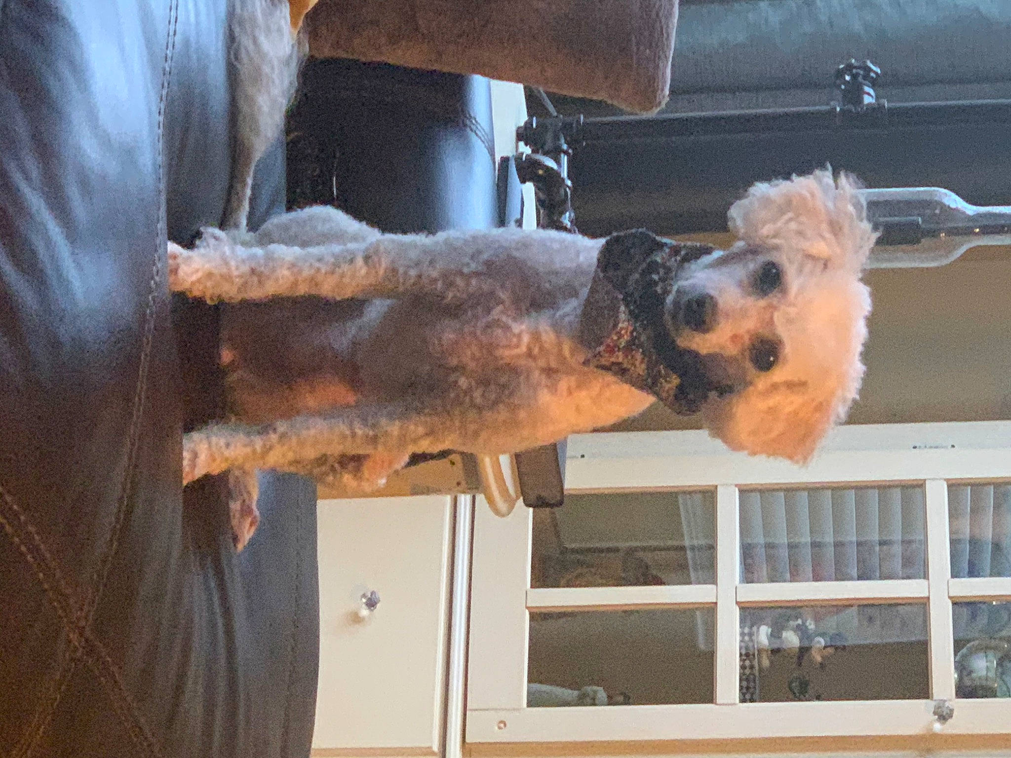 Ellie is registered to the contest to win money with this photo: airedale_terrier, canidae, carnivore, dog, dog_breed, fawn, snout, terrier, welsh_terrier, wire_hair_fox_terrier