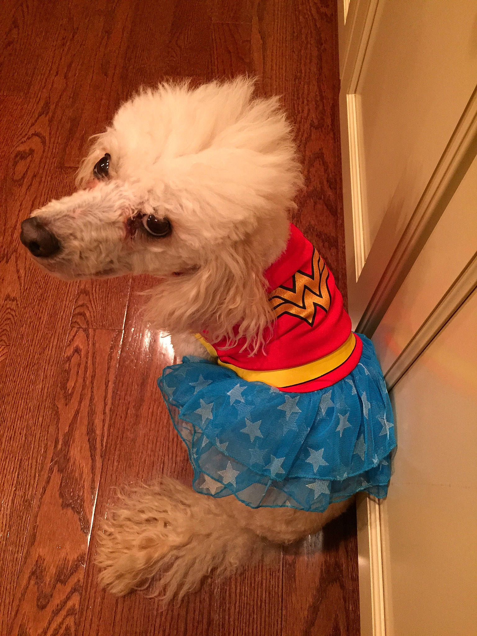 Ellie joined the competition — help win amazing prizes! canidae, carnivore, companion_dog, dog, dog_breed, dog_clothes, mammal, miniature_poodle, non_sporting_group, poodle, poodle_crossbreed, rare_breed_dog, toy_dog, toy_poodle