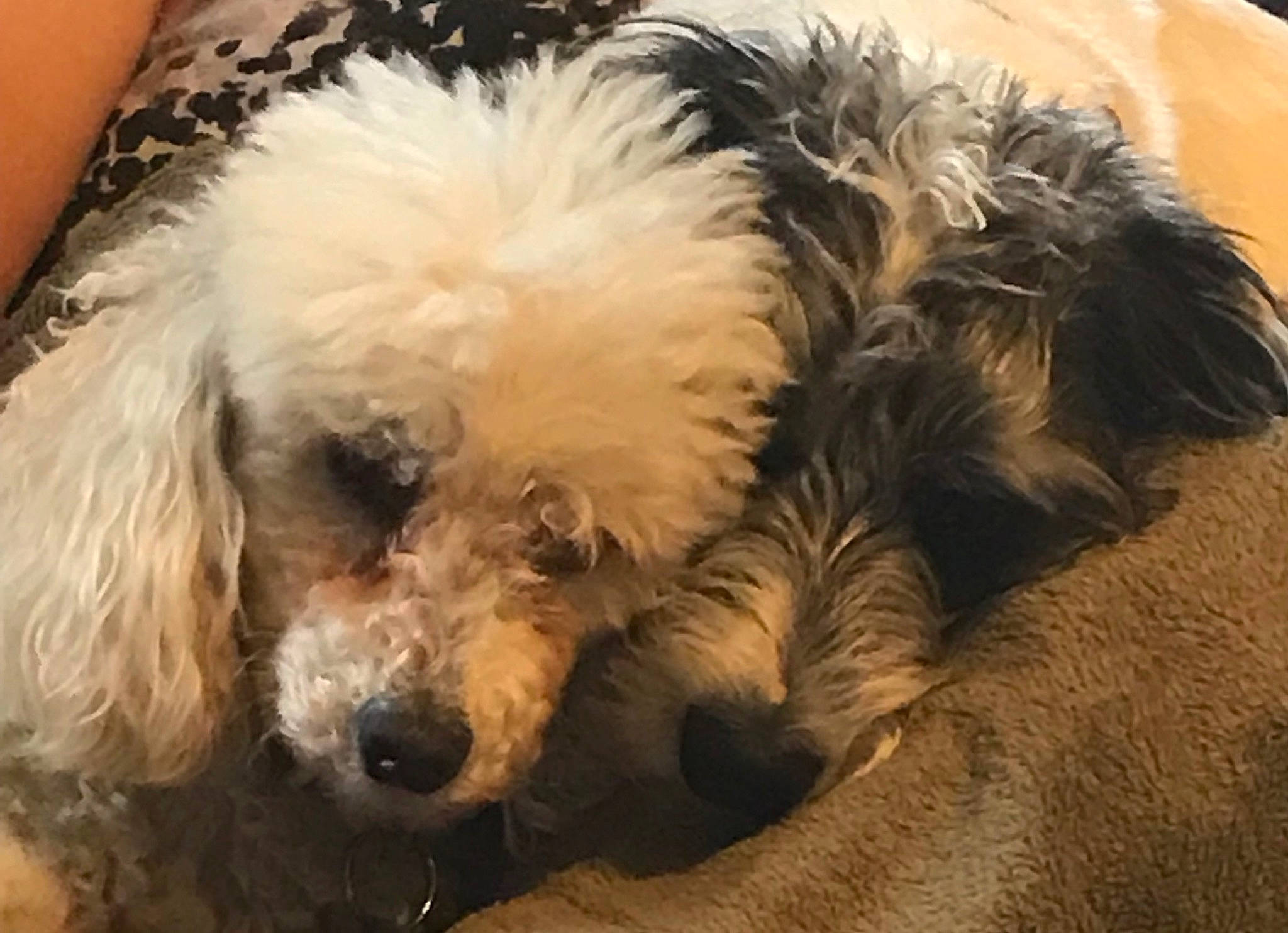 Ellie is registered to the contest to win money with this photo: canidae, carnivore, cockapoo, companion_dog, dog, dog_breed, goldendoodle, lagotto_romagnolo, mammal, miniature_poodle, old_english_sheepdog, poodle, poodle_crossbreed, puppy, schnoodle, snout, spanish_water_dog, terrier, toy_poodle, vertebrate