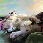 Maui is registered to the contest to win money with this photo: animal, blanket, box, cat, colorful_reflections, cozy, cute, feline, fluffy, fur, home, indoor, paws, pet, pink_paw_pads, relaxed, resting, sleepy, soft_light, whiskers