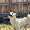 animal, background, canine, daytime, dog, ears, fence, fur, grass, happy, mouth_open, nature, outdoor, pet, playful, standing, sunlight, tail, tongue, yard