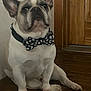 dog, french_bulldog, bow_tie, pet, indoor, wooden_floor, door, sitting, animal, cute, domestic_animal, companion, portrait, looking_up, collar, brown, white, ears, paw, floor