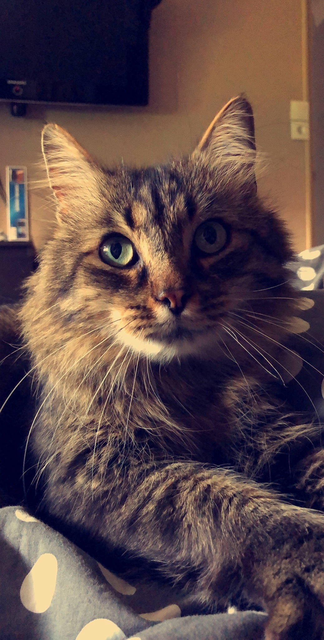 Lechat a rejoint le concours — aidez-le/la à gagner de superbes lots ! carnivore, cat, cloud, domestic_short_haired_cat, felidae, fur, mammal, meteorological_phenomenon, monochrome, monochrome_photography, night, paw, sky, small_to_medium_sized_cats, snout, square, tree, whiskers, wildlife, window