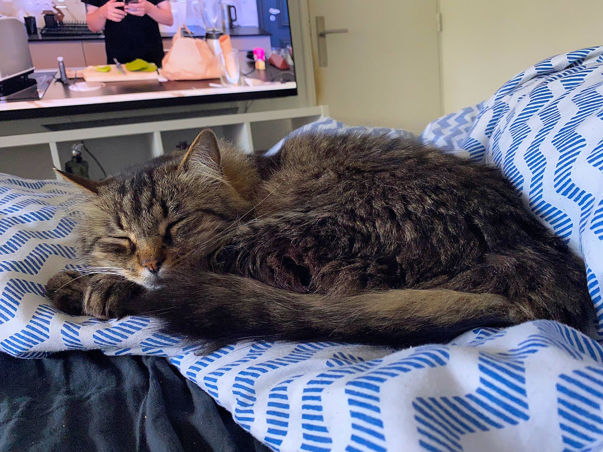 Lechat participe au concours pour gagner de l'argent avec cette photo : bed, bedding, bedroom, carnivore, cat, chair, comfort, couch, domestic_short_haired_cat, felidae, fur, furniture, house, linens, nap, small_to_medium_sized_cats, tail, television, textile, whiskers