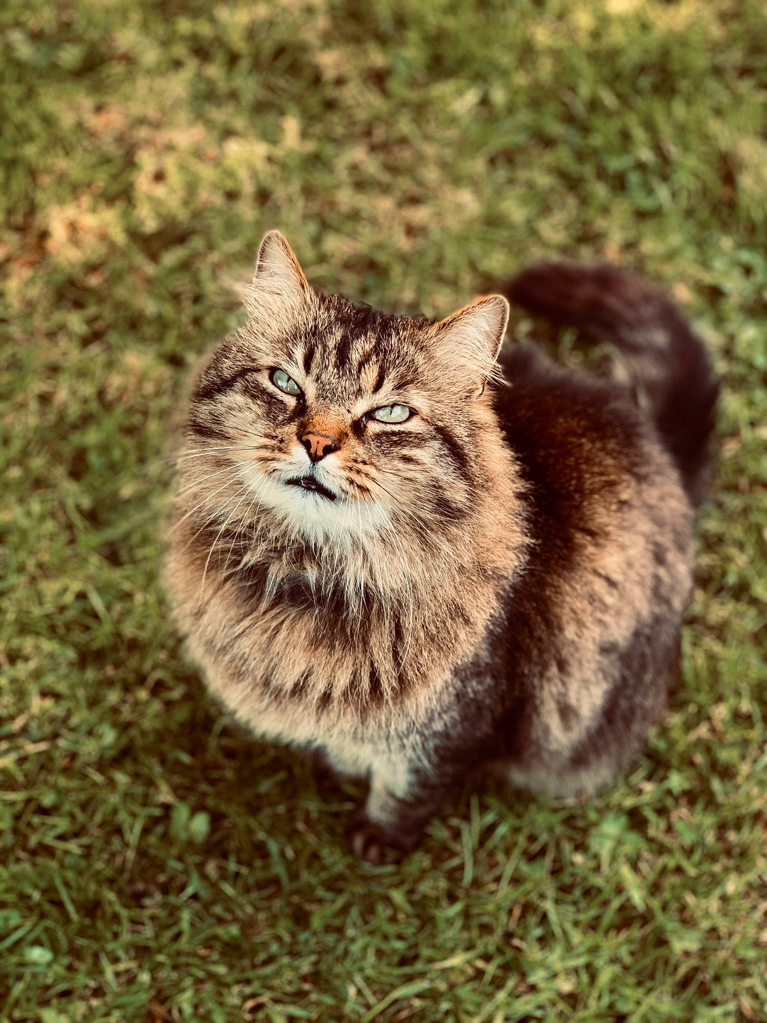 Lechat participe au concours pour gagner de l'argent avec cette photo : carnivore, cat, domestic_short_haired_cat, fawn, felidae, fur, grass, grassland, lynx, small_to_medium_sized_cats, snout, soil, tail, terrestrial_animal, whiskers, wildlife, wood