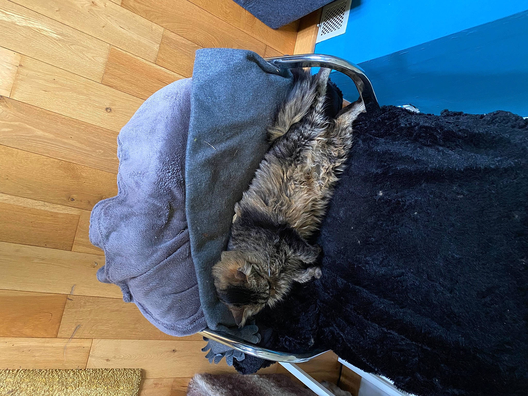 Lechat participe au concours pour gagner de l'argent avec cette photo : blue, canidae, claw, collar, denim, dog_breed, electric_blue, flooring, fur, hardwood, hat, pocket, safety_glove, sleeve, snout, sporting_group, tail, terrestrial_animal, wood, wool