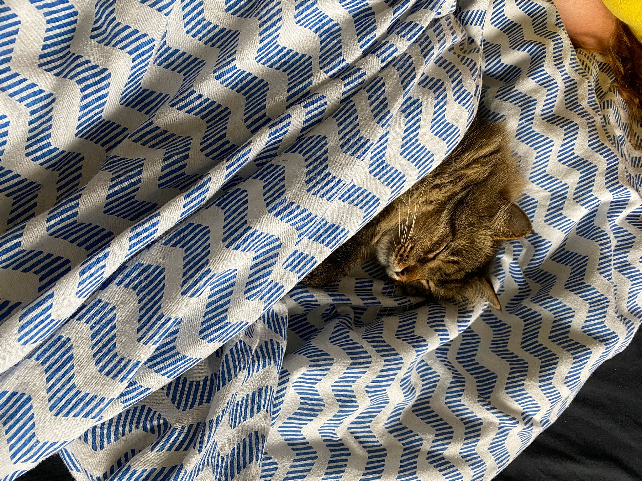 Lechat participe au concours pour gagner de l'argent avec cette photo : azure, denim, electric_blue, felidae, grey, grille, headgear, linens, mammal, mesh, military_camouflage, organism, outerwear, pattern, sleeve, small_to_medium_sized_cats, tartan, textile, waist, whiskers