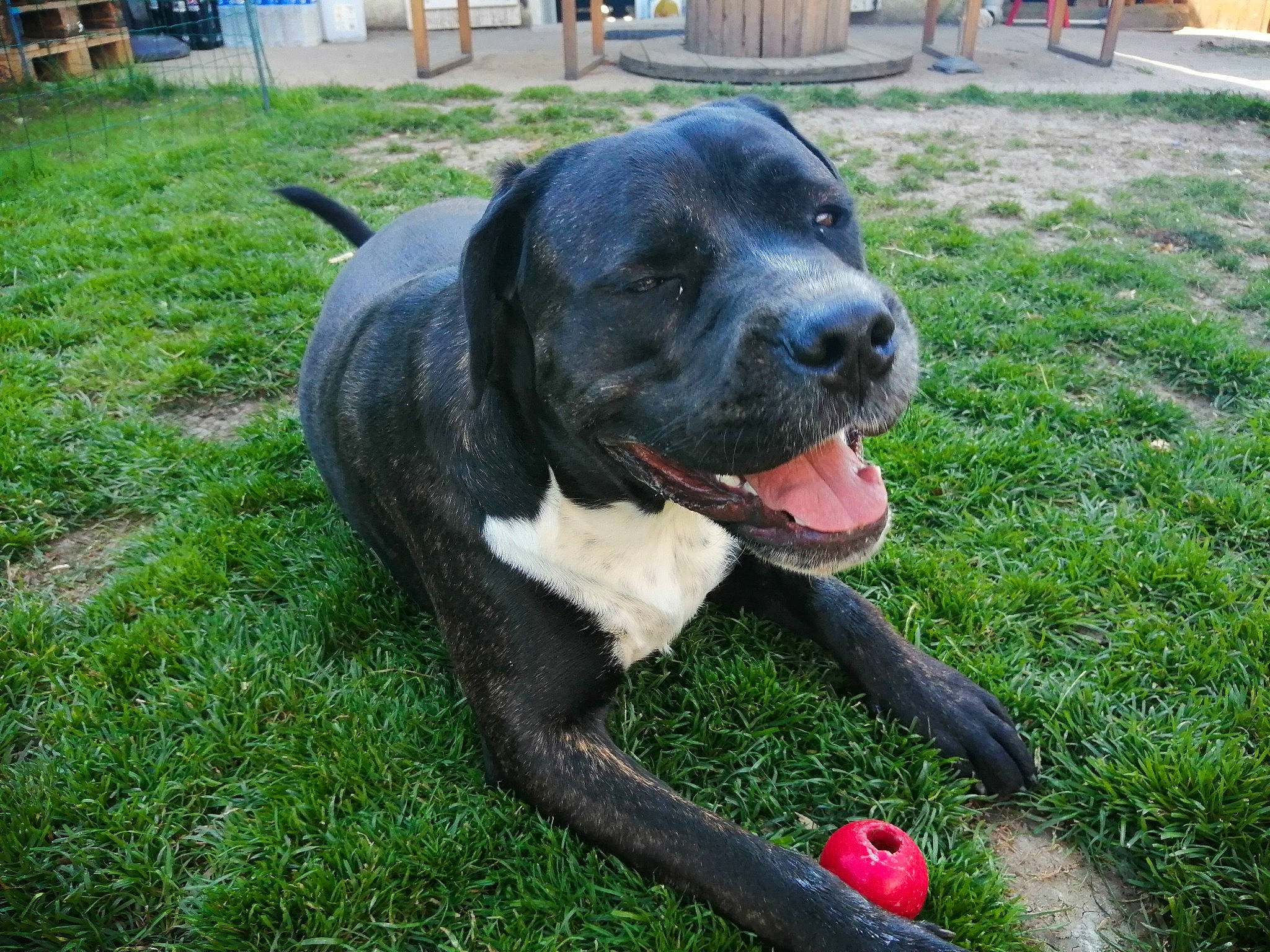 Achyl Et Changa participe au concours pour gagner de l'argent avec cette photo : borador, canidae, carnivore, collar, companion_dog, dog, dog_breed, dog_collar, fawn, grass, guard_dog, hunting_dog, molosser, plant, snout, sporting_group, tail, whiskers, working_animal, working_dog