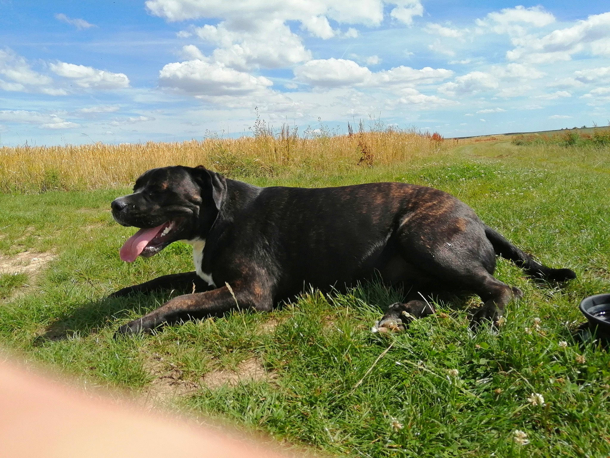 Achyl Et Changa participe au concours pour gagner de l'argent avec cette photo : borador, canidae, carnivore, cloud, collar, companion_dog, dog, dog_breed, dog_collar, grass, grassland, gun_dog, landscape, plant, retriever, sky, snout, sporting_group, tail, working_animal